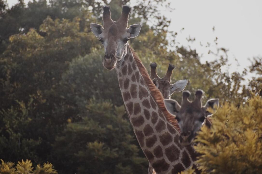 Leshiba Wilderness Vila Louis Trichardt Exterior foto